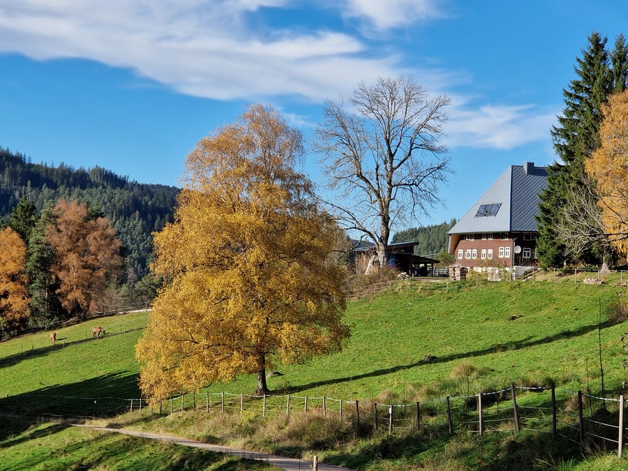 Panoramic Loft in the Black Forest in Triberg im Schwarzwald