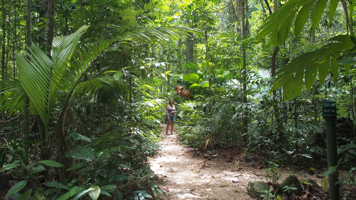 Hotel Cow Bay Australia nomad remote d31149bb-1021-46db-a2ee-241479a787ae_JunglePaths.JPG