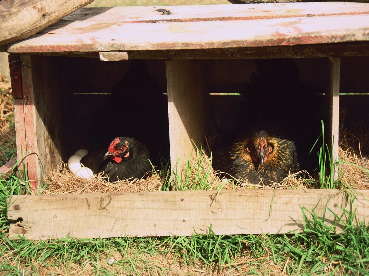 Hotel Drakensberg / Giants Castle South Africa nomad remote 360425ae-0cff-4837-9b66-870c5c405cf2_animals - chickens.jpg