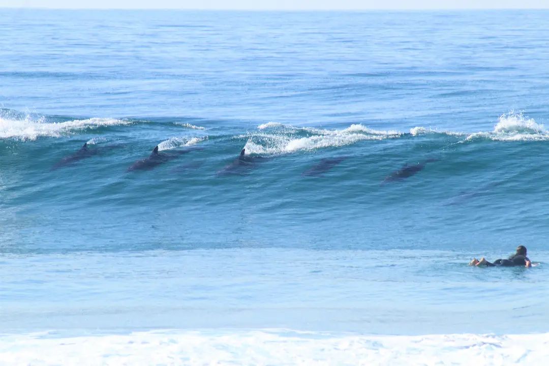 Hotel Pumula South Africa nomad remote 12d3934f-a502-4531-a263-d0eb508a2b81_Surf villa sth africa dolfins.jpg