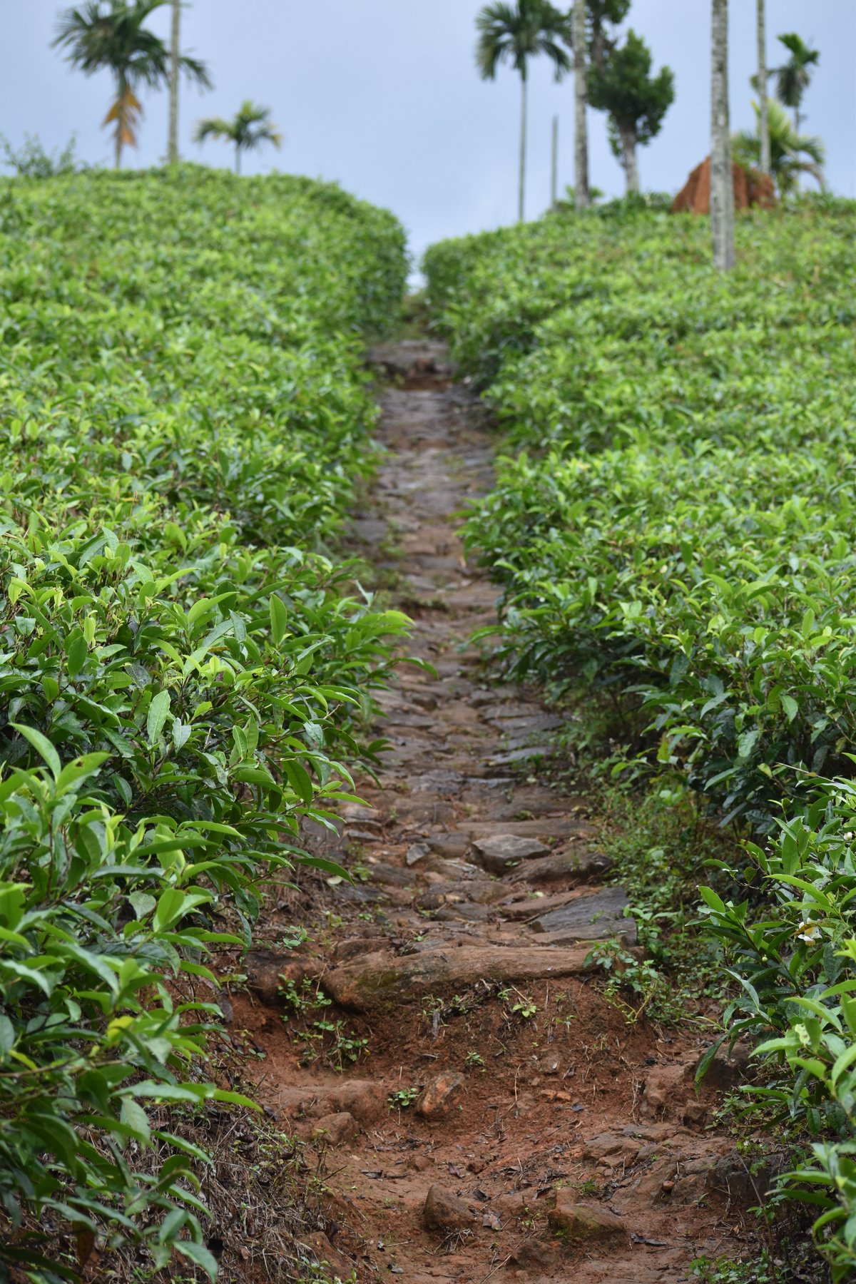Hotel Chundale India nomad remote 00206799-e5ff-4615-8ffc-2e372797d6dd_footpath.JPG